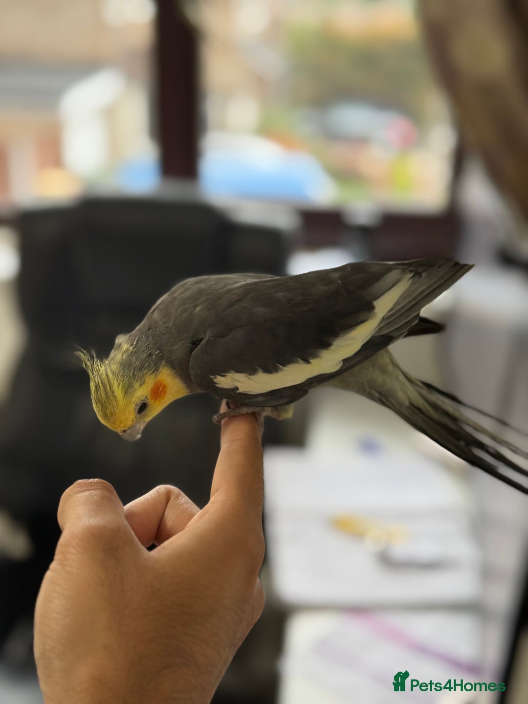 Parrots birds for sale: Semi Tame Lovely Cockatiel - Image 6