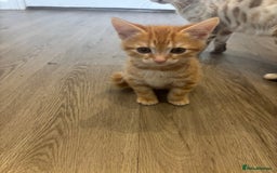 Bengal cats for sale: 9 week old kittens for sale - Advert 6