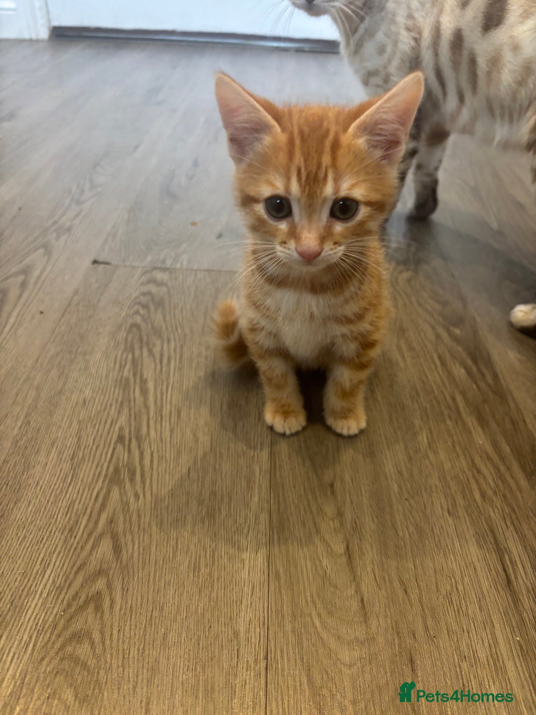 Bengal cats for sale: 9 week old kittens for sale - Advert 6
