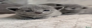Russian Blue Kitten 1