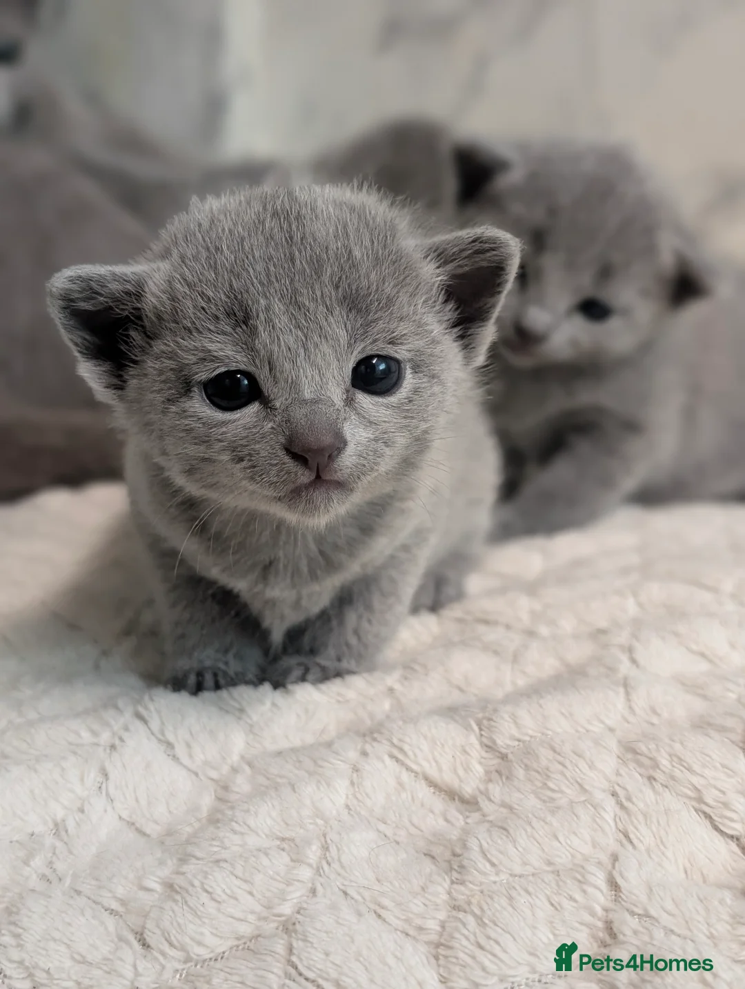 Russian Blue cats for sale: Stunning Full Pedigree Russian Blue  - Advert 7