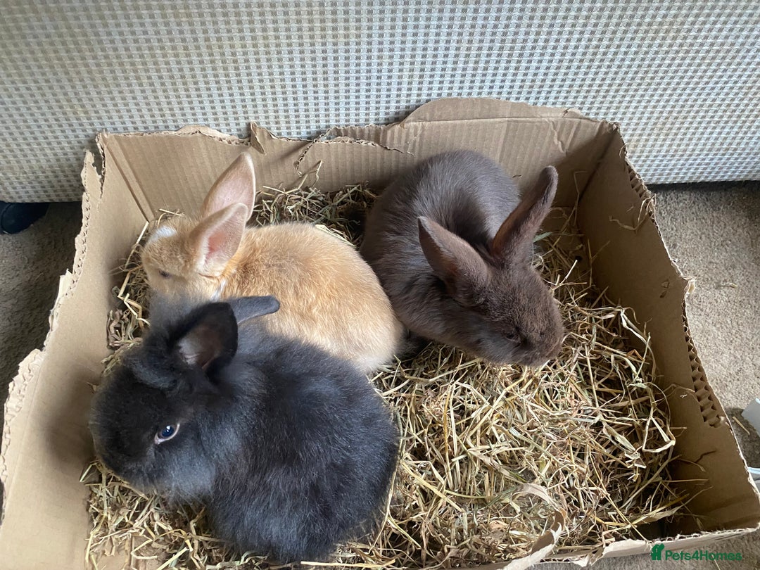 Lionhead rabbits for sale: ⭐️Beautiful Lionhead bunnies⭐️ - Image 3