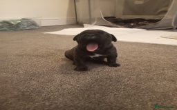 Mixed Breed dogs for sale: American pocket Corso - Image 30