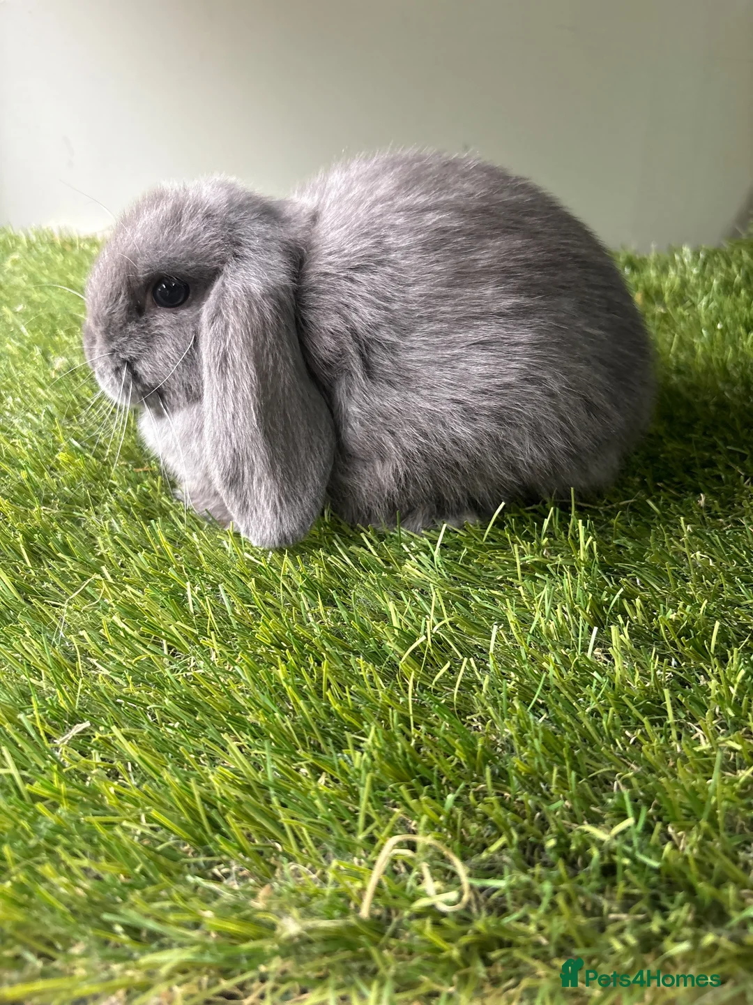 Mini Lop rabbits for sale: Stunning mini lop babies - amazing temperaments  - Advert 2