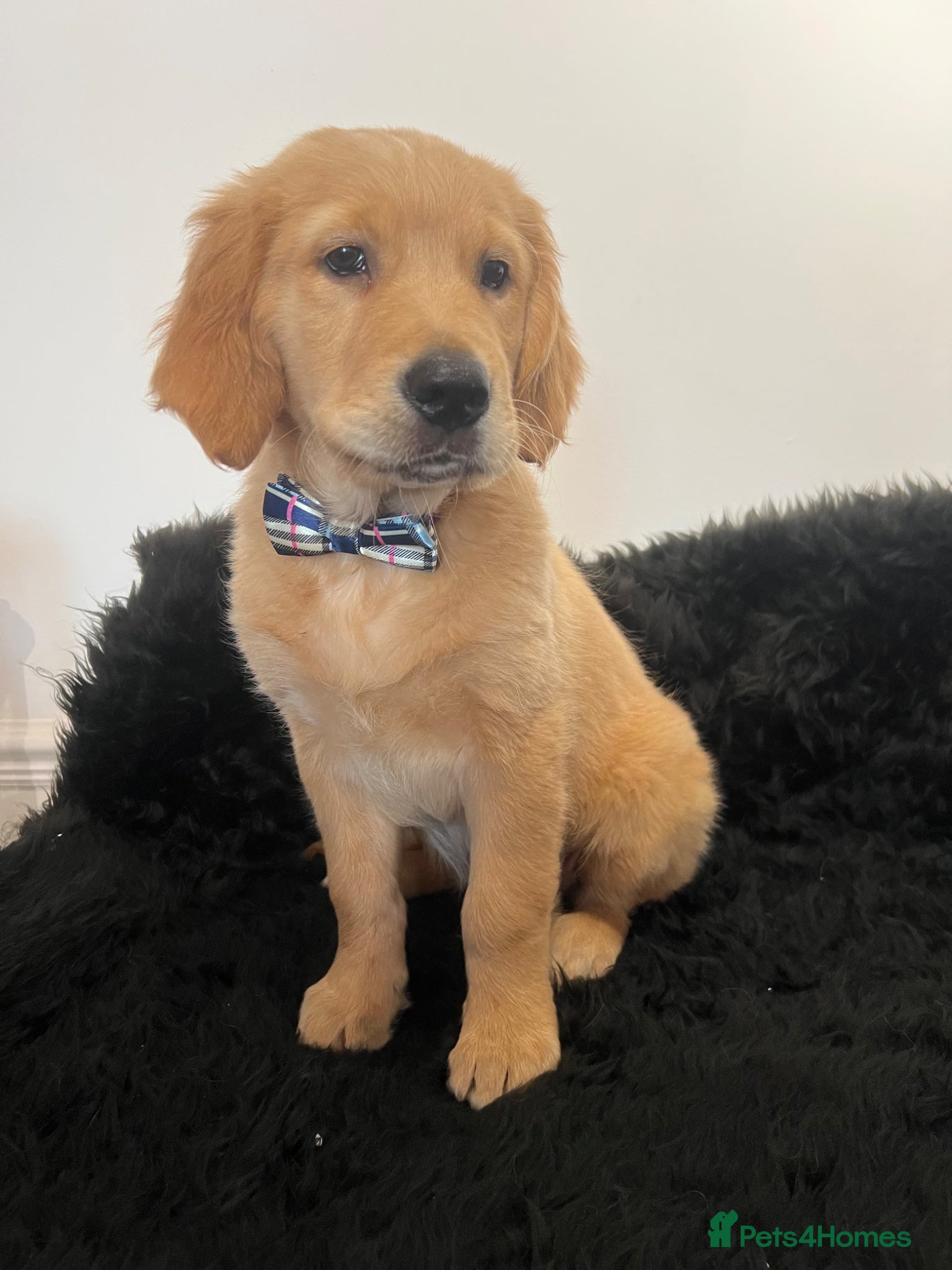 Golden Retriever dogs Stunning KC Golden Retriever pups - Advert 4
