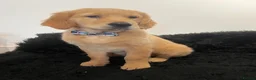 Golden Retriever dogs for sale: Stunning KC Golden Retriever pups - Advert 1