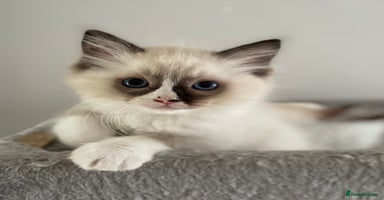 Ragdoll cats - Advert 4