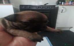 Mixed Breed dogs for sale: French bulldog cross jack Russell  - Image 3