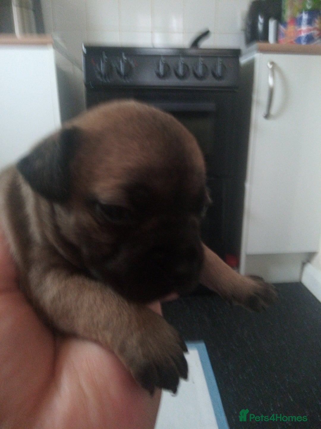 Mixed Breed dogs for sale: French bulldog cross jack Russell  - Image 3