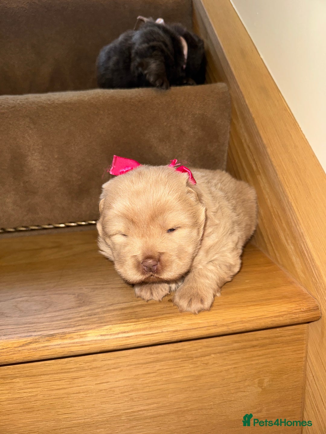 Chow Chow dogs for sale: Stunning kc reg puppies  - Advert 4