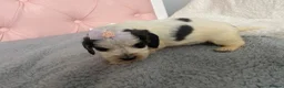 Cocker Spaniel dogs for sale: Show cocker spaniels - Advert 4