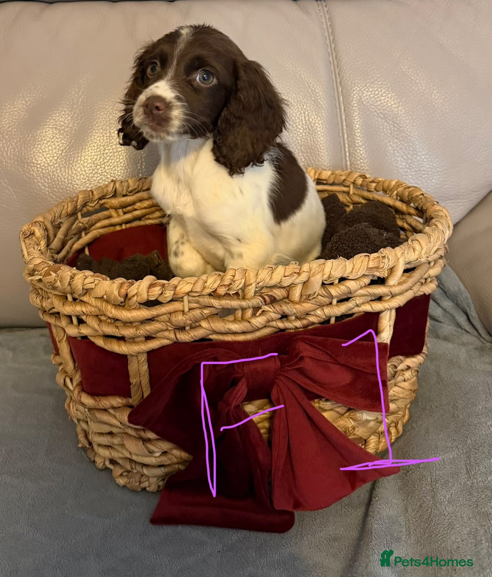 Sprocker dogs for sale: Sprocker puppy’s for sale  - Advert 2