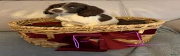Sprocker dogs for sale: Sprocker puppy’s for sale  - Advert 5