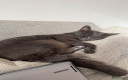 British Shorthair cats for sale: Beautiful grey female cat - Image 7