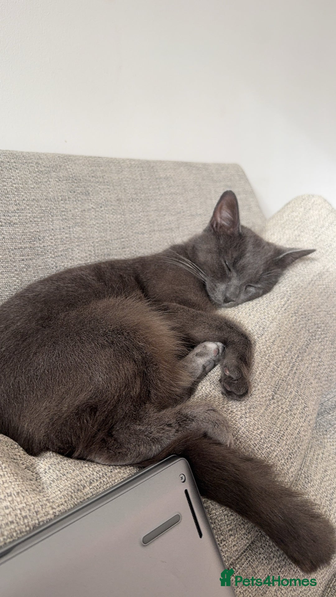 British Shorthair cats for sale: Beautiful grey female cat - Image 7