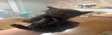 Mixed Breed 4