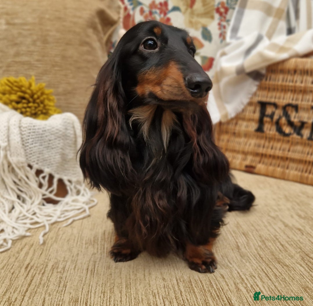 Miniature Dachshund dogs for sale: Rare long haired miniature dachshund litter - Image 7