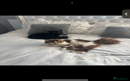 Mixed Breed cats for sale: Cats for sale  - Image 2