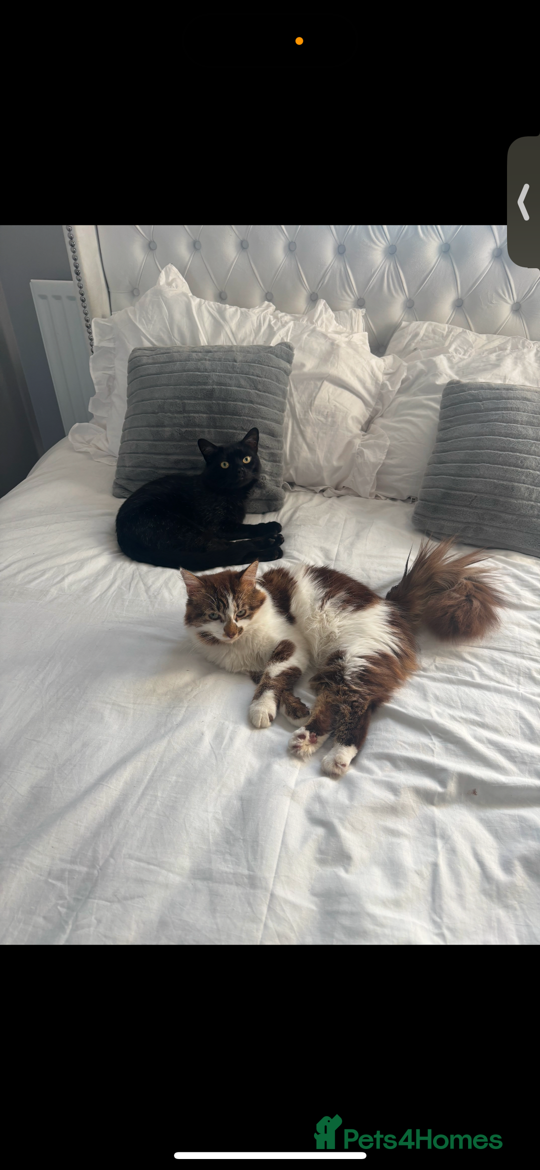 Mixed Breed cats for sale: Cats for sale  - Image 2