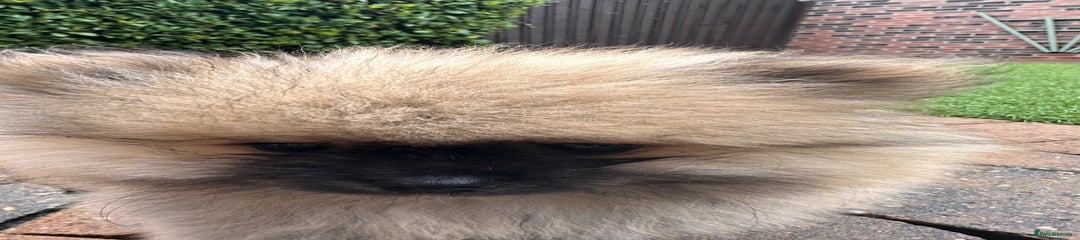 Pomeranian Puppy 2