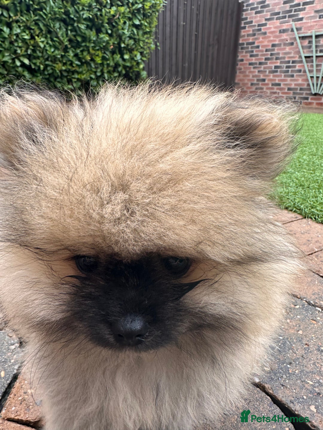 Pomeranian dogs for sale: Teddy bear pomeranians  - Image 10