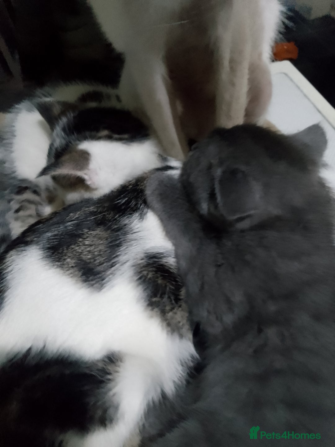 Mixed Breed cats for sale: Beautiful kittens  - Advert 14