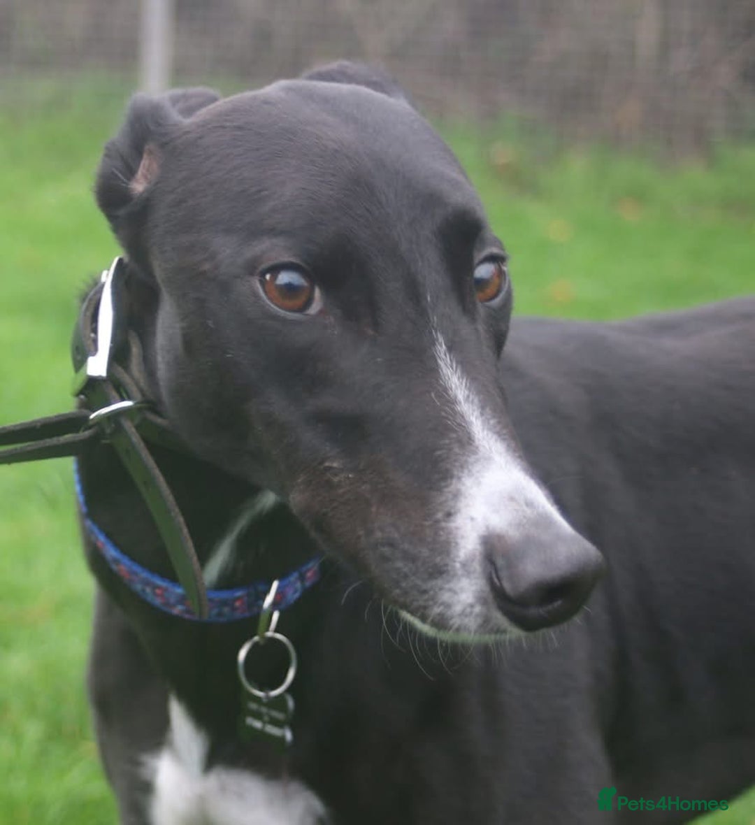 Greyhound dogs for adoption: Draw greyhound dream to walk ready for adoption  - Image 1