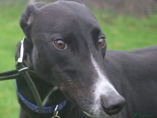 Greyhound dogs Draw greyhound dream to walk ready for adoption - Advert 2