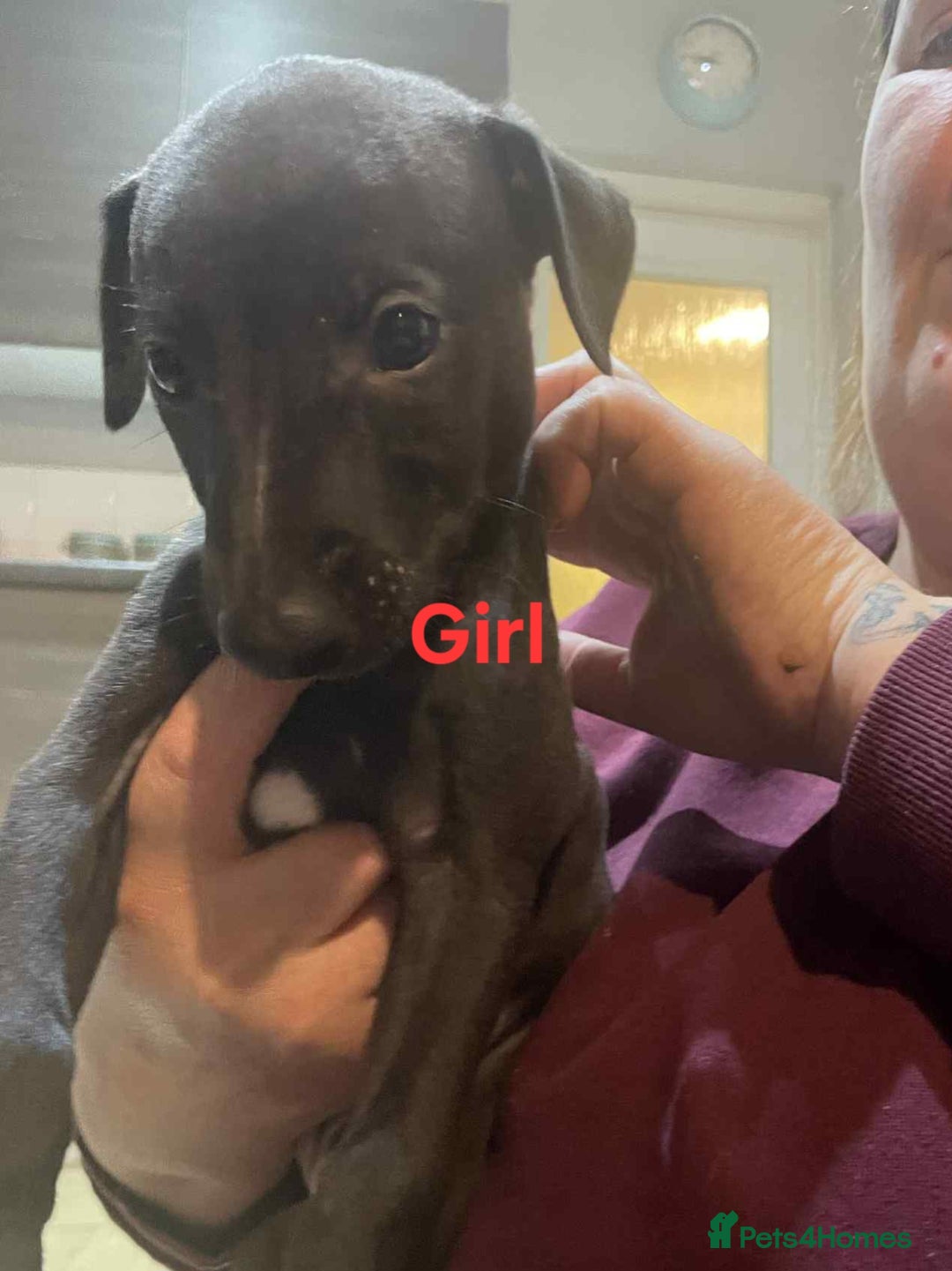 Whippet dogs for sale: K.c Whippet pups - Advert 3