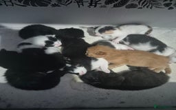 Mixed Breed cats for sale: Gorgeous kittens long and short haired - Image 20