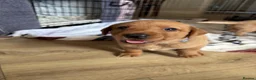 Labrador Retriever dogs for sale: Fox Red Labrador Puppies - Advert 8