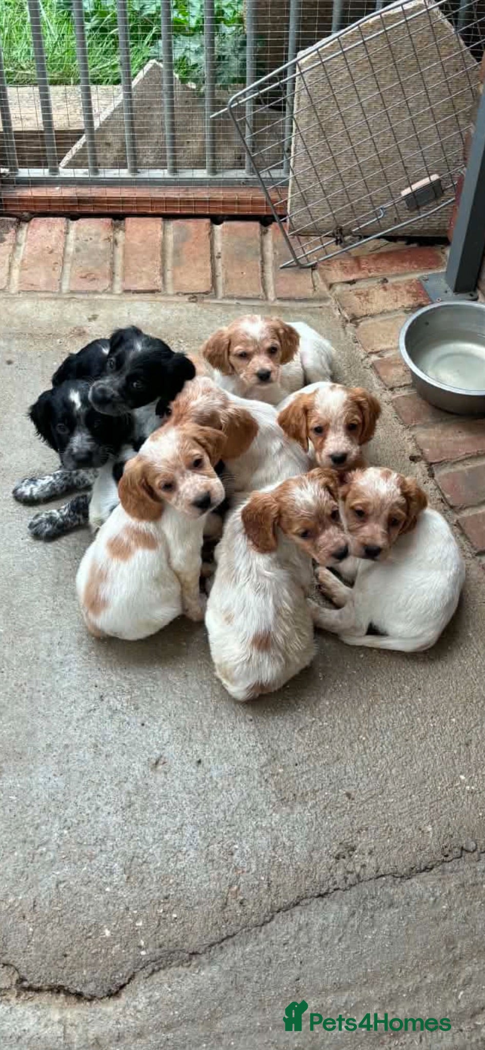 Mixed Breed dogs Cocker Spaniel x Brittany Spaniel Puppies - Advert 1