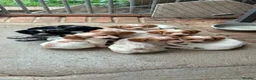 Mixed Breed dogs for sale: ONLY 4 BITCH PUPPIES LEFT - READY NOW - Advert 1