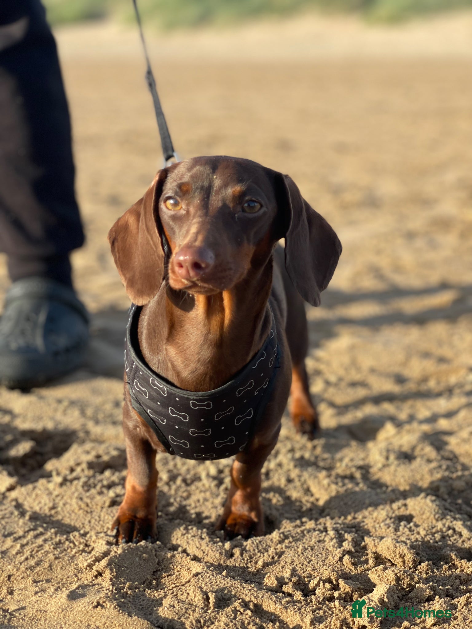 Miniature Dachshund dogs Mini dachshund - Advert 2