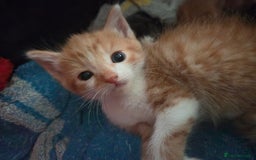 Mixed Breed cats for sale: Kittens for sale - Image 20