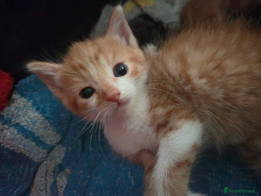 Mixed Breed cats for sale: Kittens for sale - Image 20