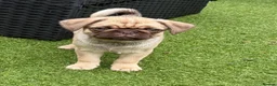 Pug dogs for sale: Absolutely Stunning KC registered Pug Puppies  - Advert 12