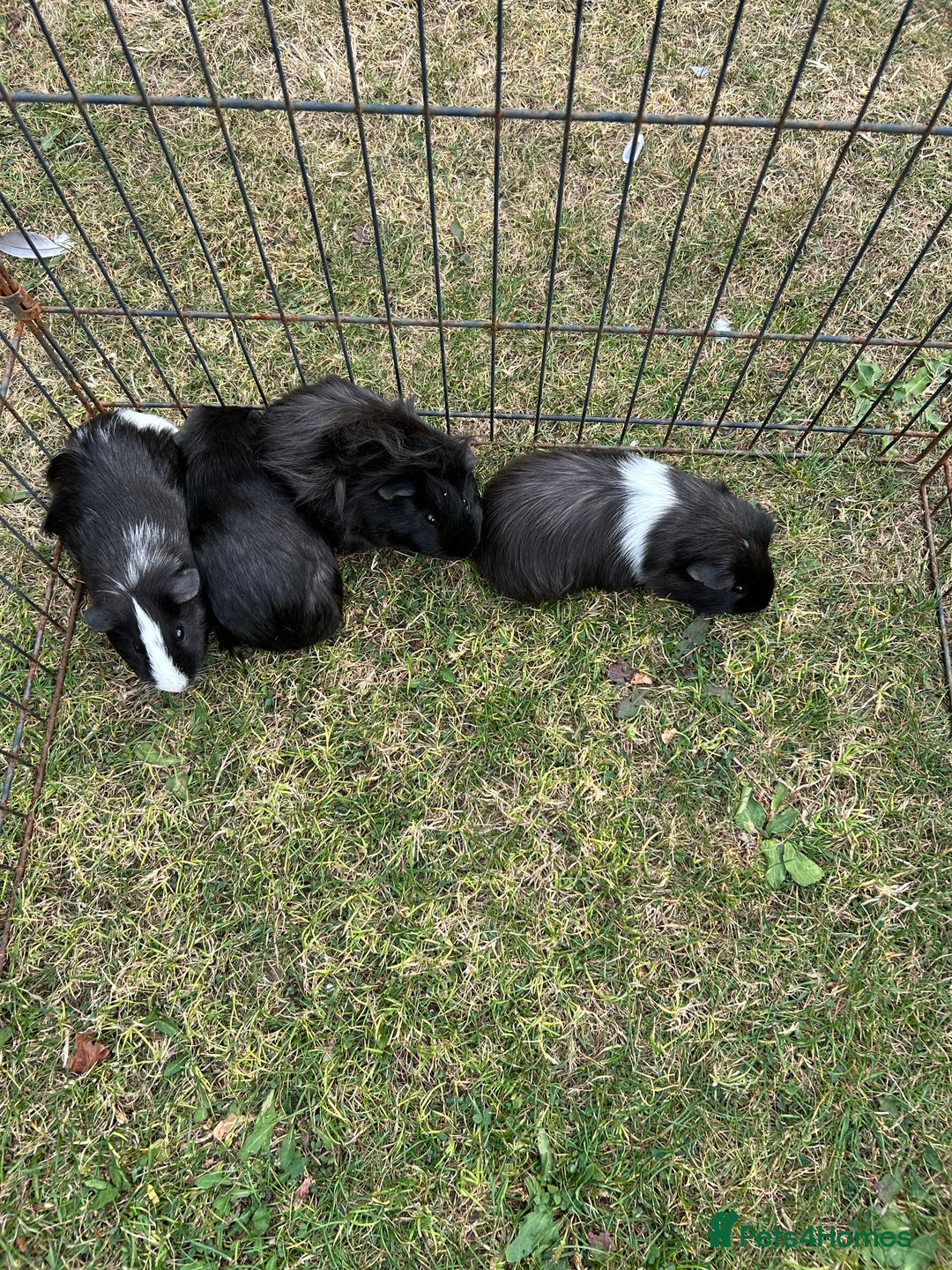 Guinea Pig rodents for sale: 4 gorgeous male guinea pigs available - Image 11