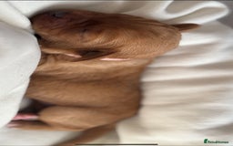 Labradoodle dogs for sale: F1 Toy / Miniature Labradoodles  - Advert 12