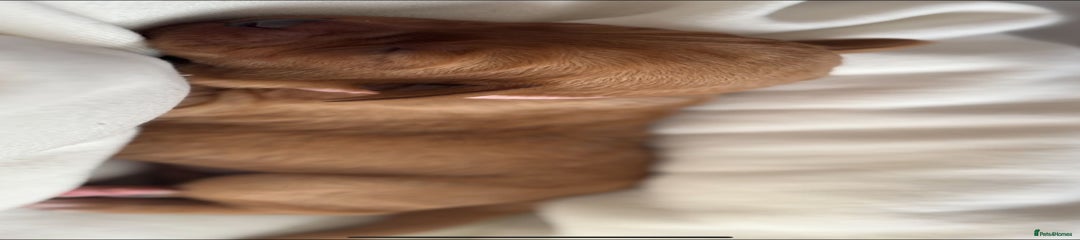 Labradoodle Pink Collar 