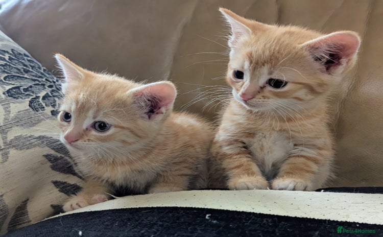 Domestic Shorthair cats - Advert 2