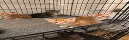 American Shorthair cats for sale: Beautiful Rare GingerKittens Alonghair X BSH cross - Advert 13