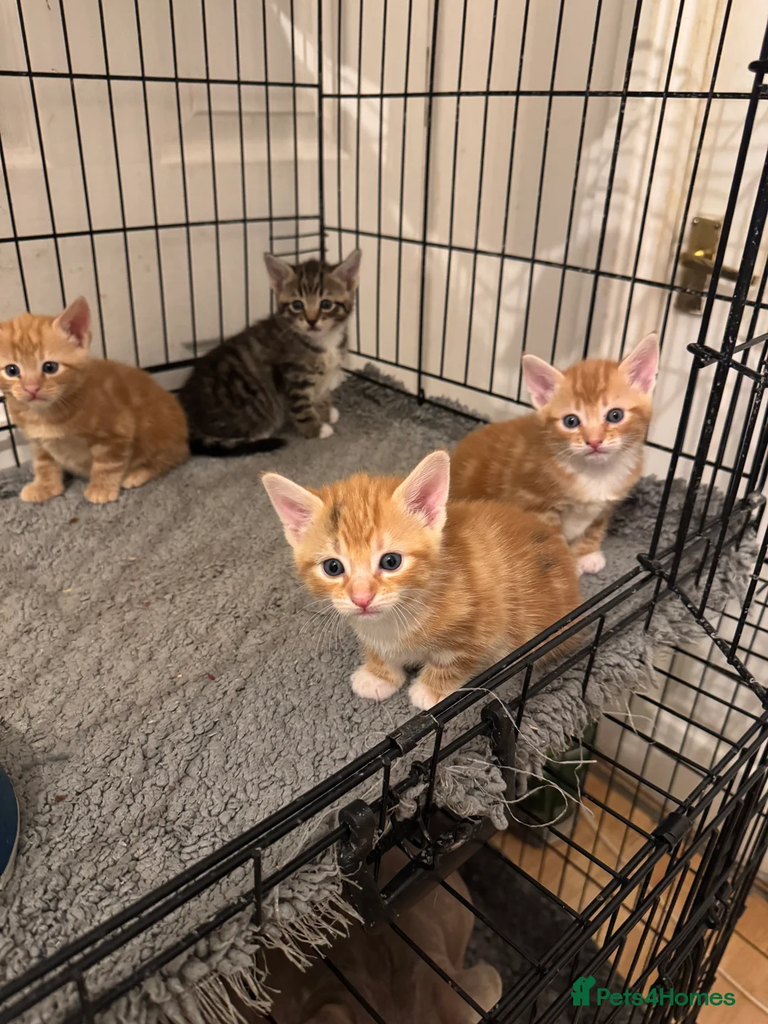 American Shorthair cats for sale: Beautiful Rare GingerKittens Alonghair X BSH cross - Advert 13