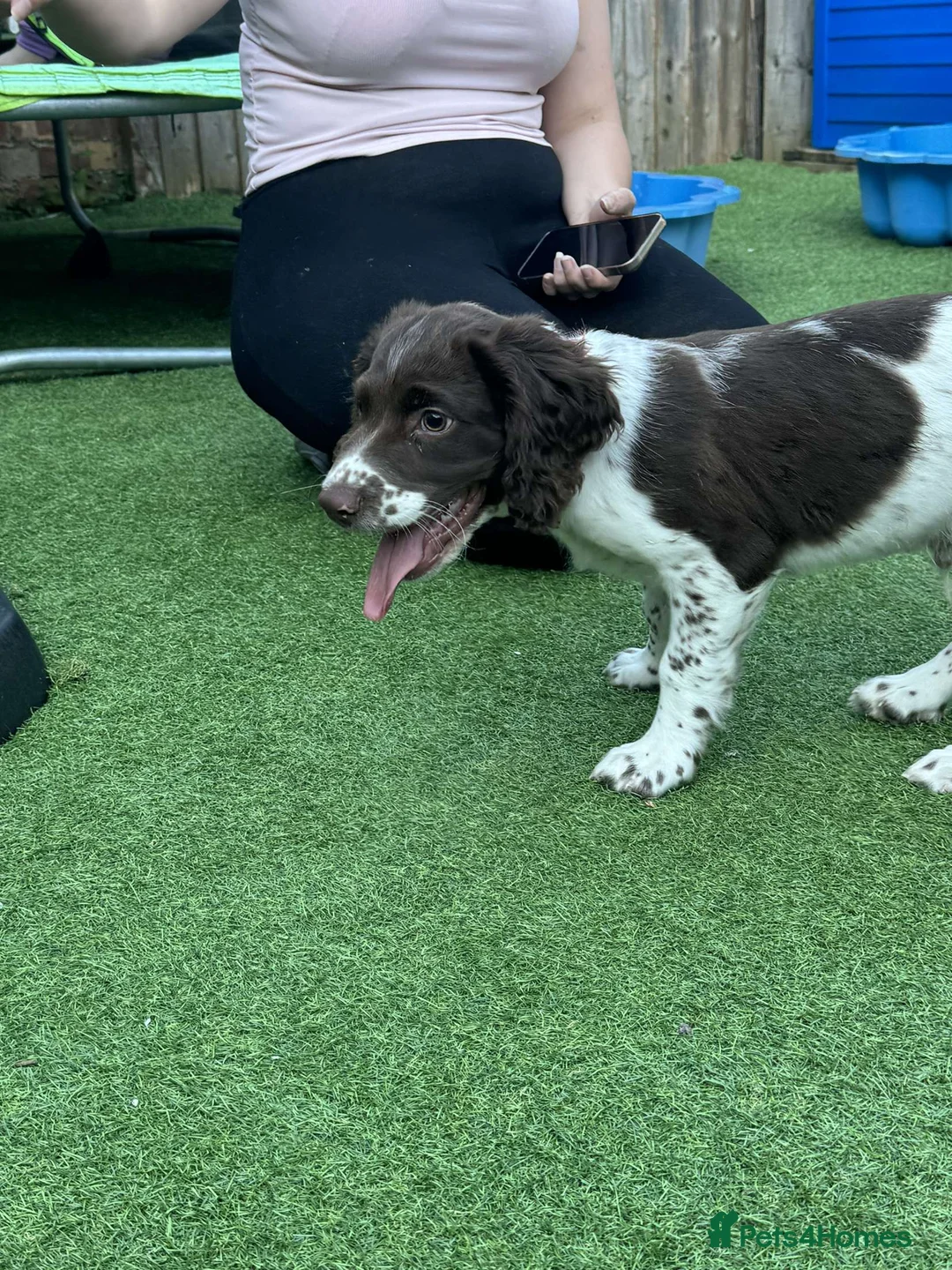 English Springer Spaniel dogs for stud: English Springer Male for Stud - Advert 8
