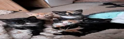 Mixed Breed cats for sale: 5 kittens looking for new homes - Advert 12