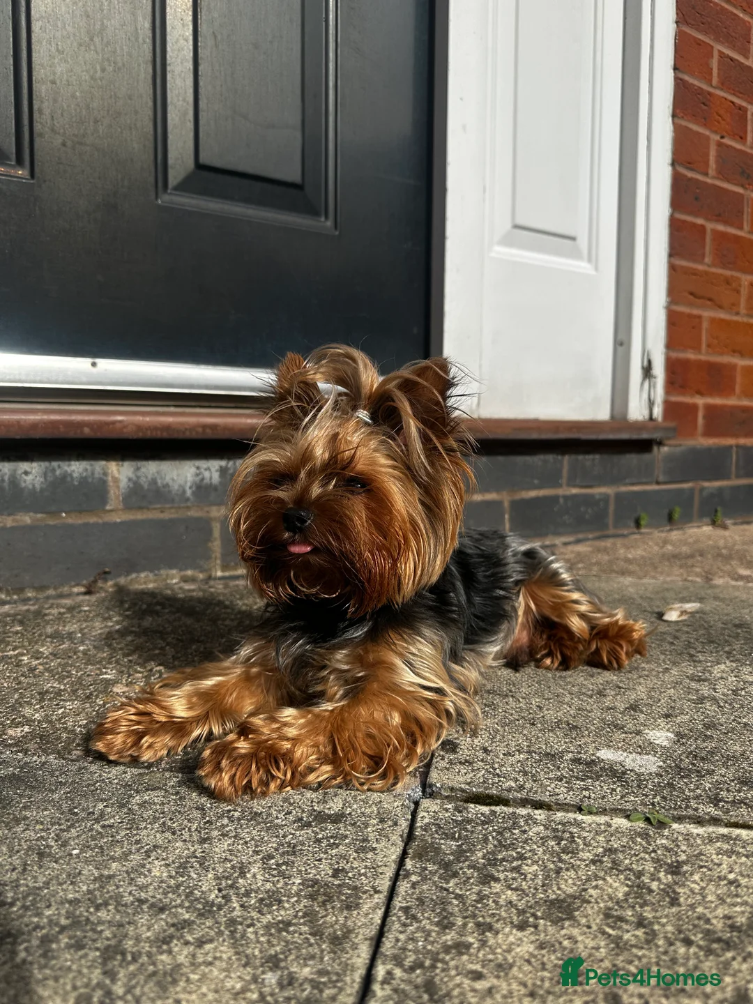 Yorkshire Terrier dogs for stud:  **  Yorkie for stud  in Leicester - Advert 3