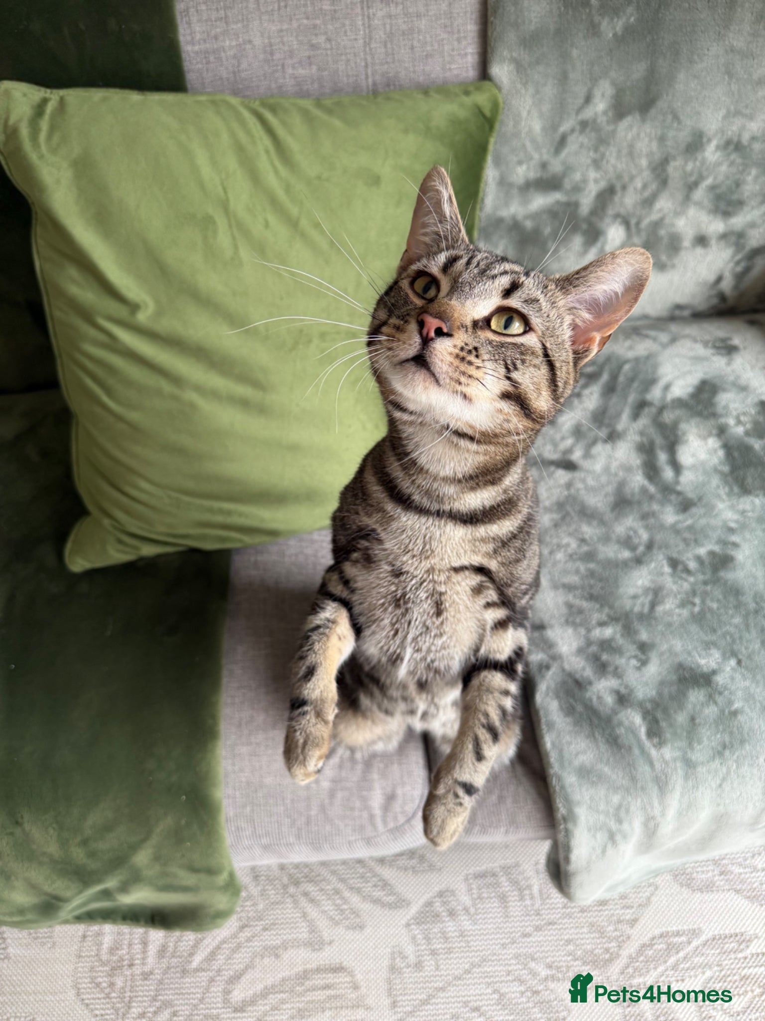 British Shorthair cats Lovely male tabby - Advert 1