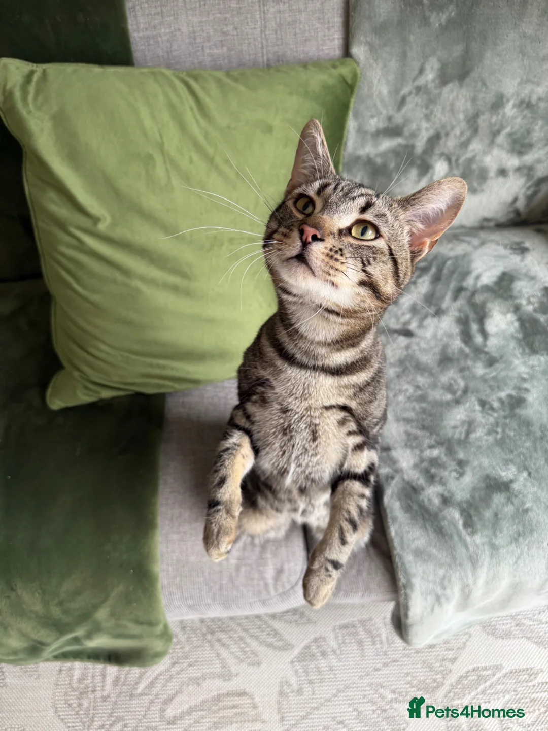 British Shorthair cats for sale: Lovely male tabby - Advert 1