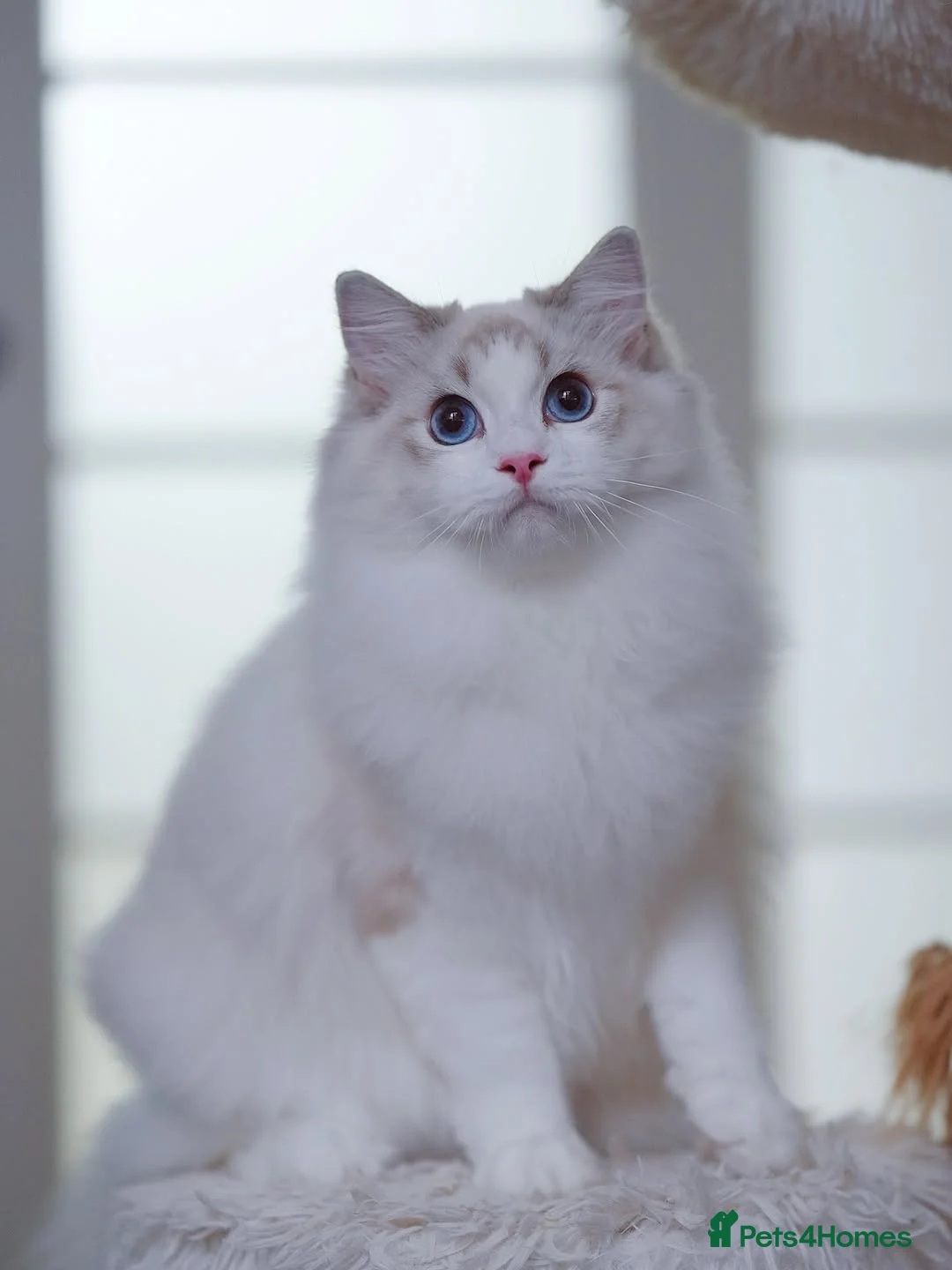 Ragdoll cats for sale: Stunning Pedigree Ragdoll Kittens – Ready Now 😍  in London - Advert 16