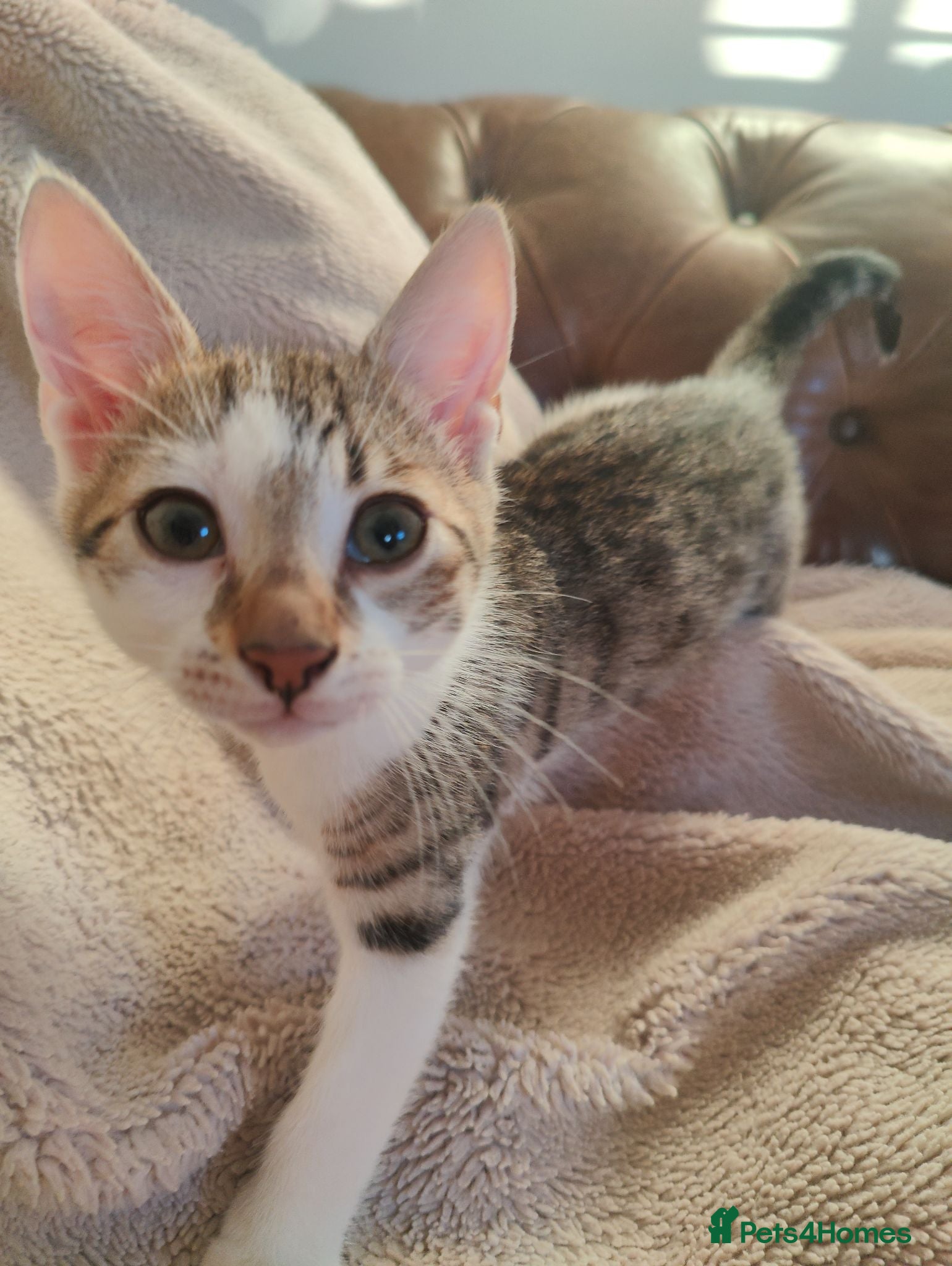 Mixed Breed cats 4 Bengal mix kittens. 1 boy available  - Advert 1